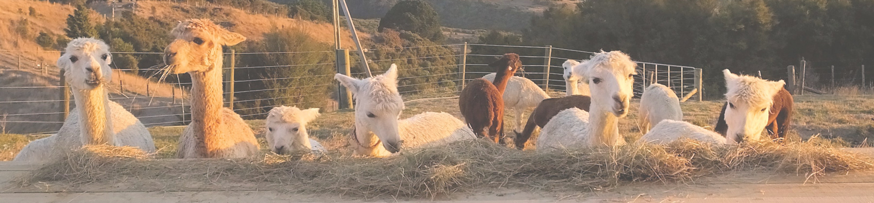 Chipperfield coloured Suri alpacas dining on the deck. Based in Miranda, near Maramarua. 50 mins from Auckland and 60 Mins from Hamilton