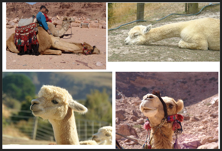 Camels and Camelids at Chipperfield Alpacas