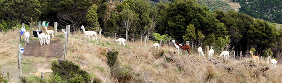 chipperfield (chips) alpacas on the march
